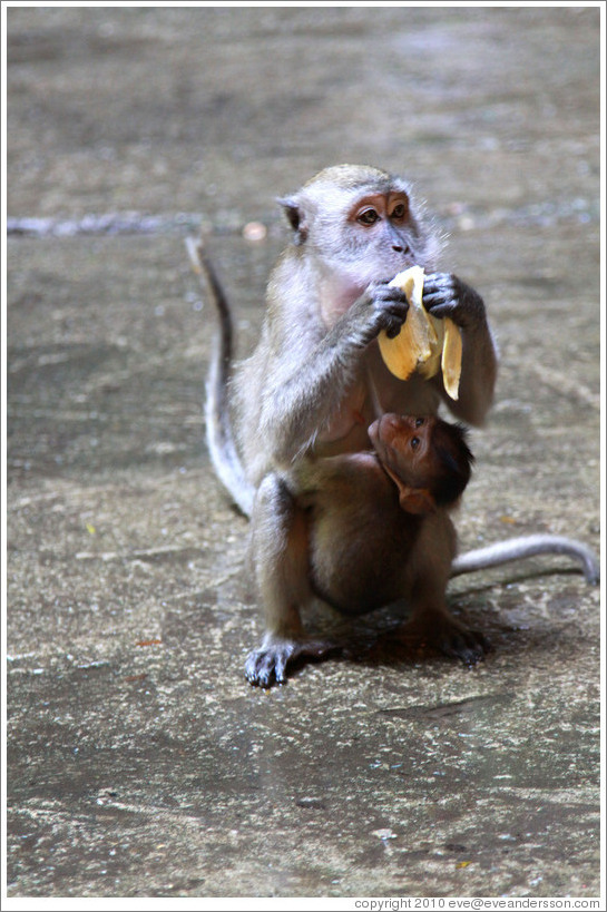 Mother and child monkeys with banana, Batu Caves.