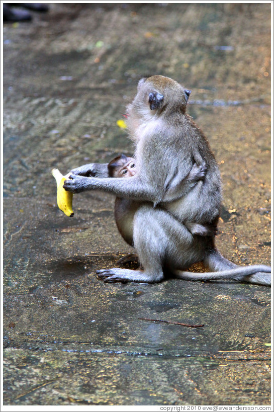 Mother and child monkeys with banana, Batu Caves.