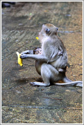 Mother and child monkeys with banana, Batu Caves.