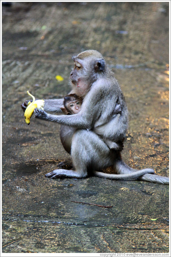 Mother and child monkeys with banana, Batu Caves.