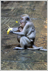 Mother and child monkeys with banana, Batu Caves.