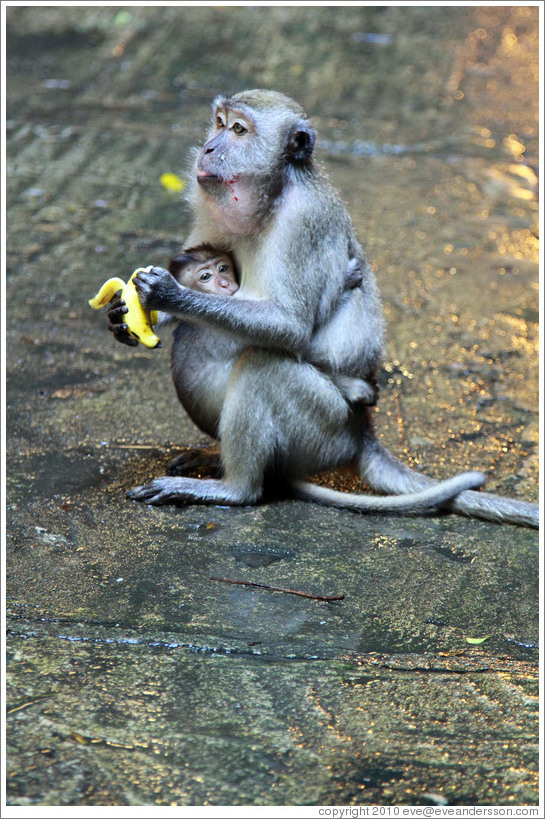 Mother and child monkeys with banana, Batu Caves.