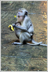 Mother and child monkeys with banana, Batu Caves.