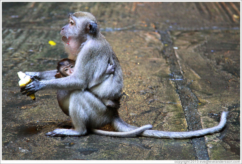 Mother and child monkeys with banana, Batu Caves.