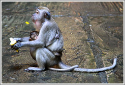 Mother and child monkeys with banana, Batu Caves.