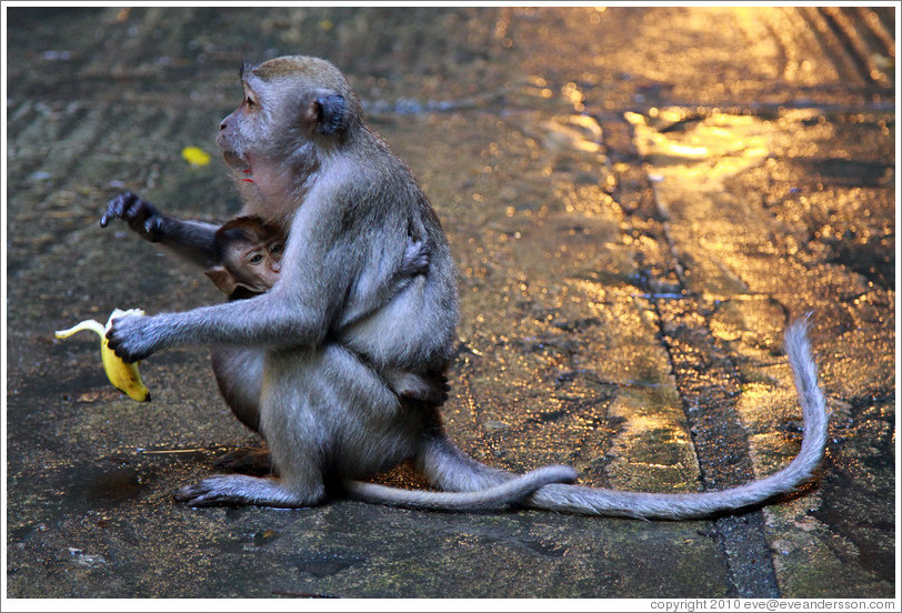 Mother and child monkeys with banana, Batu Caves.