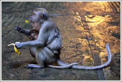 Mother and child monkeys with banana, Batu Caves.