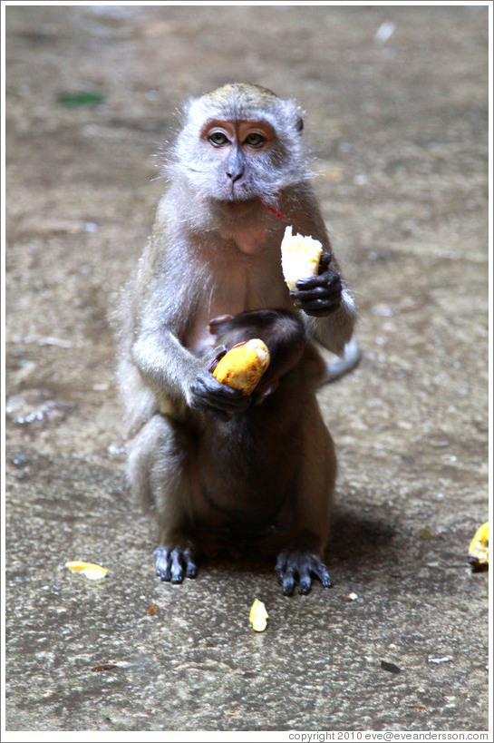 Mother and child monkeys with banana, Batu Caves.