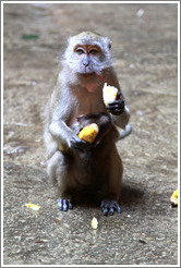 Mother and child monkeys with banana, Batu Caves.