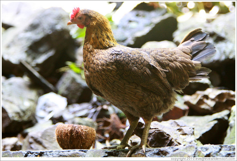 Rooster, Batu Caves.