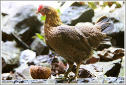 Rooster, Batu Caves.