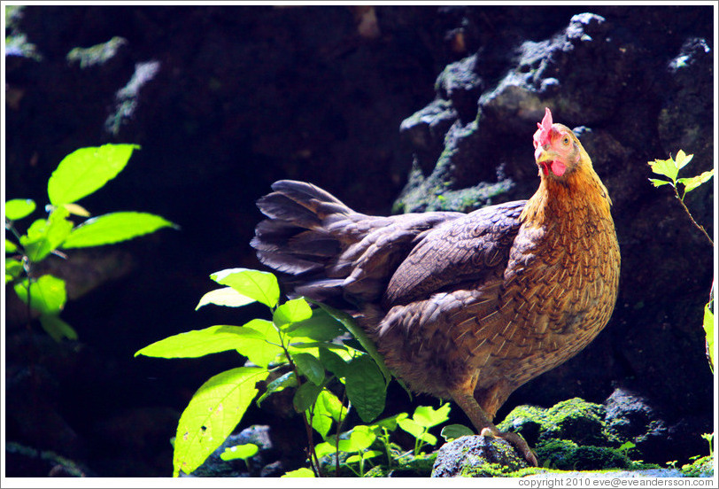 Rooster, Batu Caves.