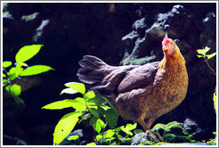 Rooster, Batu Caves.