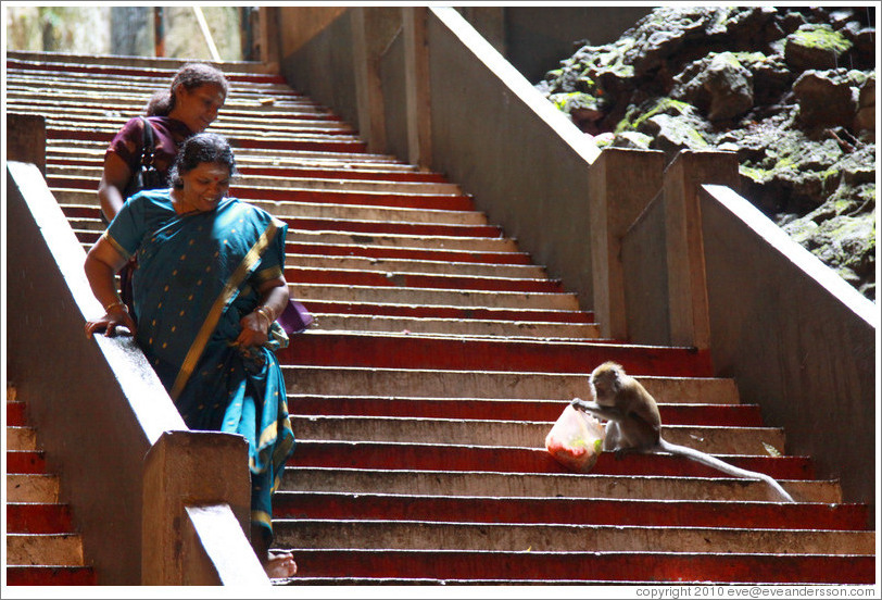Women avoiding monkey who has just stolen someone's bag of food, Batu Caves.