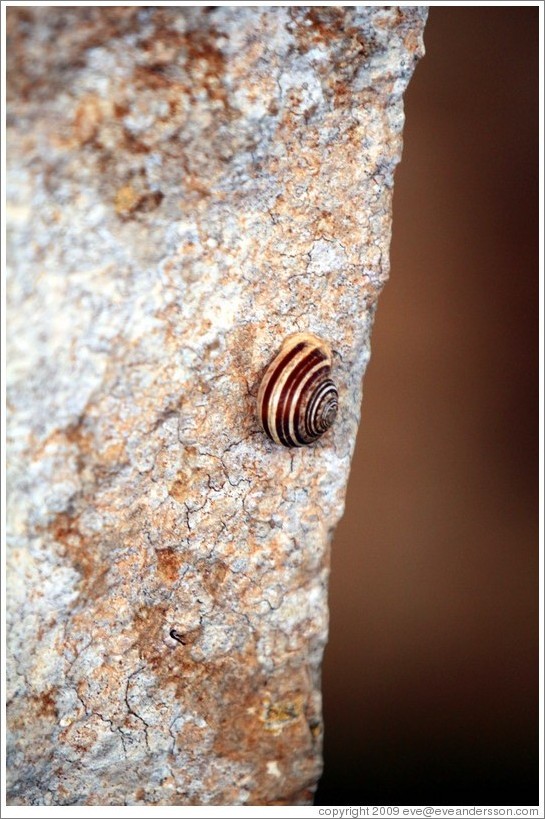 Snail at Mnajdra, a megalithic temple complex.