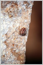 Snail at Mnajdra, a megalithic temple complex.