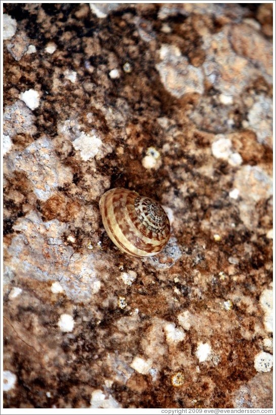 Snail at Mnajdra, a megalithic temple complex.