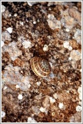 Snail at Mnajdra, a megalithic temple complex.