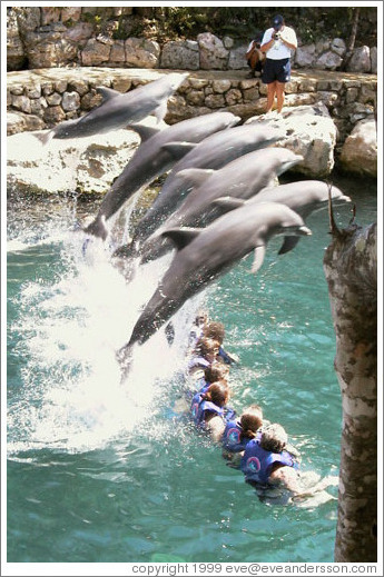 Dolphins.  Xcaret.