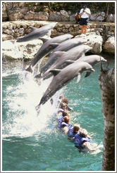 Dolphins.  Xcaret.