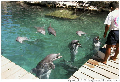 Feeding time for the dolphins.  Xcaret.