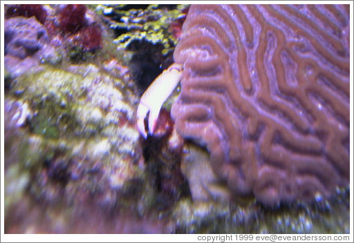 Crab hiding behind brain-like sea creature. Xcaret.