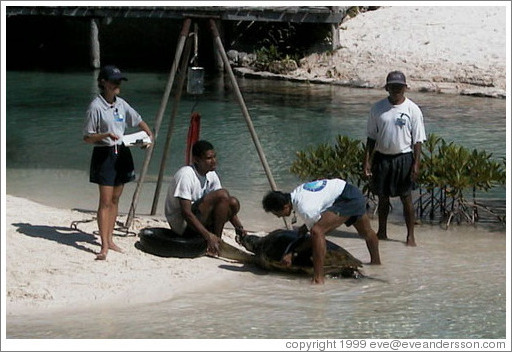 People measuring a turtle. Xcaret.