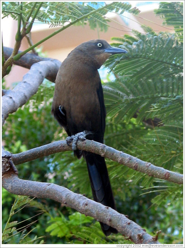 Bird.  Black with brown chest.
