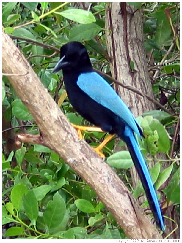 Black and blue bird with orange legs.