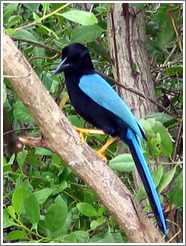 Black and blue bird with orange legs.