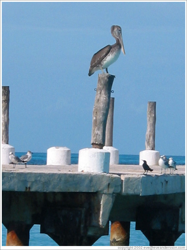 Bird on dock.