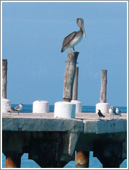 Bird on dock.