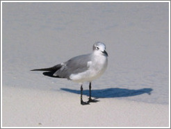 Bird on sand.