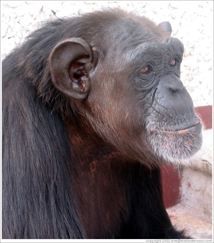 Coco, a sweet chimpanzee.