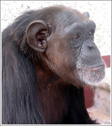 Coco, a sweet chimpanzee.