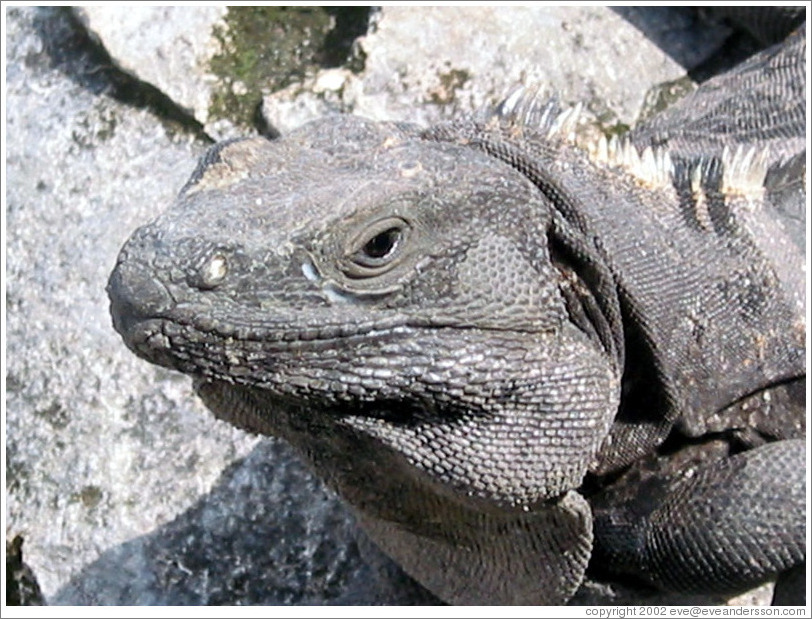 The image “http://www.eveandersson.com/photos/mexico/cancun/lizard-tulum-face-large.jpg” cannot be displayed, because it contains errors.