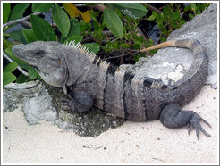 Lizard.