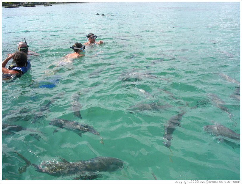 Snorklers swimming with large fish.