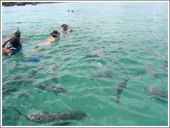 Snorklers swimming with large fish.