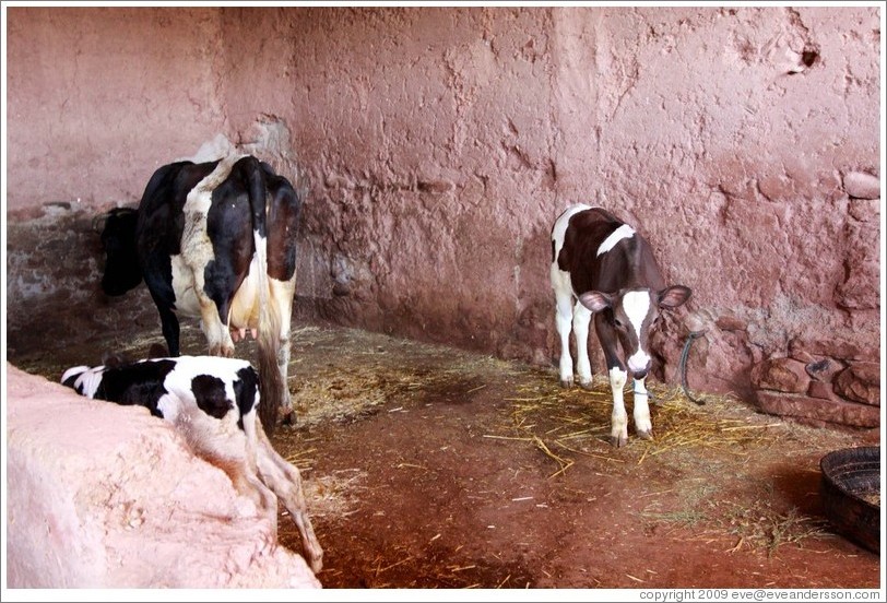 Cows inside a house belonging to a Berber family.