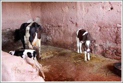 Cows inside a house belonging to a Berber family.