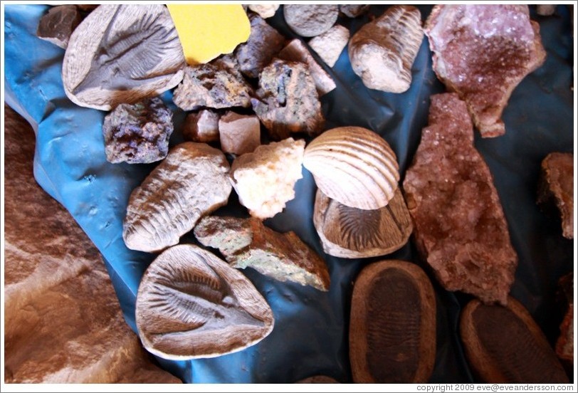 Fossils abound in the Atlas Mountains, which lay beneath the ocean until 350 million years ago.
