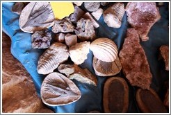 Fossils abound in the Atlas Mountains, which lay beneath the ocean until 350 million years ago.