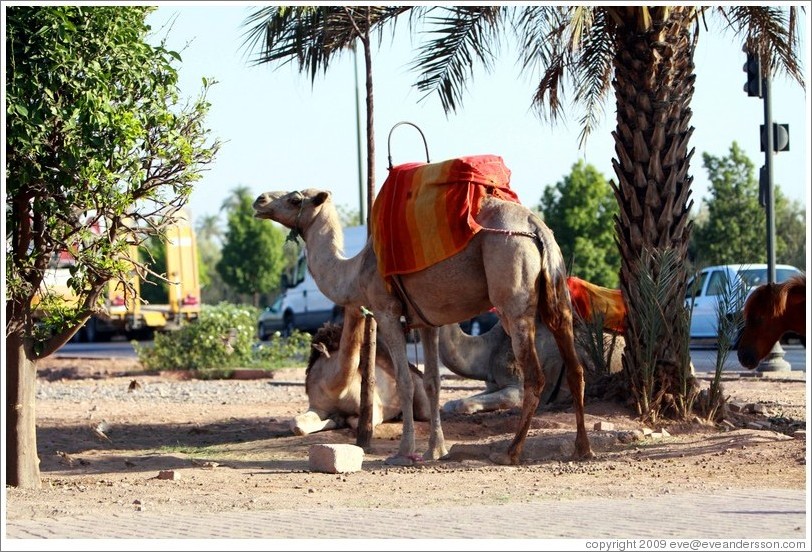 Camels in the median of Avenue de la M?ra.