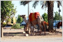 Camels in the median of Avenue de la M?ra.