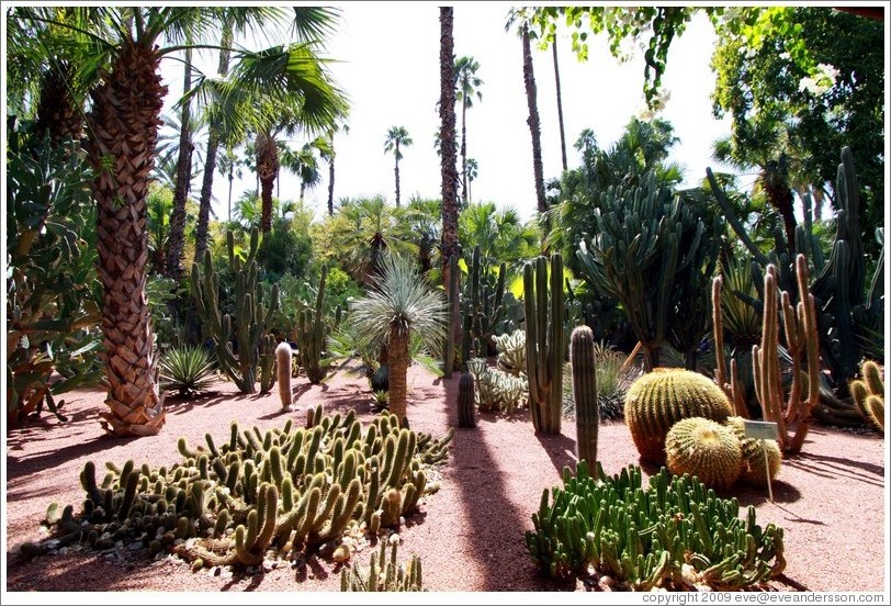 Cacti, Jardin Majorelle.