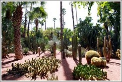 Cacti, Jardin Majorelle.