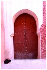 Cat in front of a door in the Medina.