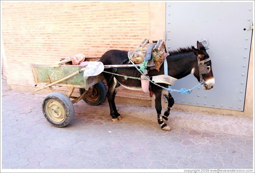 Donkey on a street in the Medina.