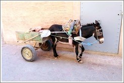 Donkey on a street in the Medina.